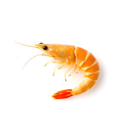 shrimp isolated on white background