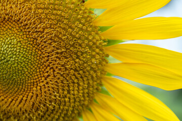 Close-up of a sunflower in full bloom, creating a natural abstract background. Summer time.