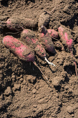 畑に並んだ土付きのさつま芋