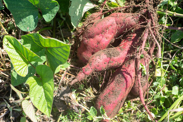 葉っぱとさつま芋