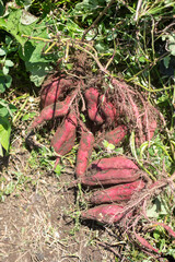 畑の土つきさつま芋