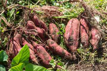 掘りたての畑のさつま芋
