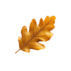 Obraz premium Single Golden Brown Oak Leaf Isolated on White Background