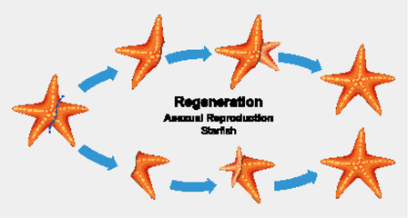 Starfish Regeneration and Asexual Reproduction