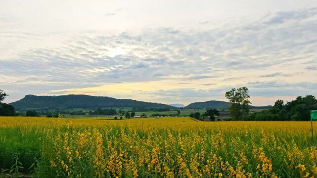 Beautiful fields of Sunn hemp flowers