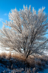 tree in winter