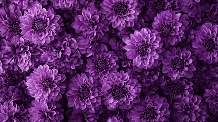 A vibrant display of purple flowers creating a lush, floral background.