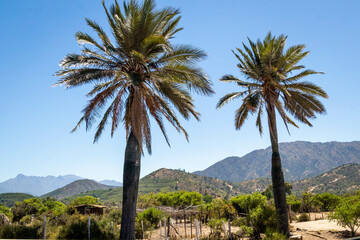 chilean palm, tropic