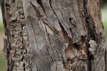 Obraz premium bark of a tree close up