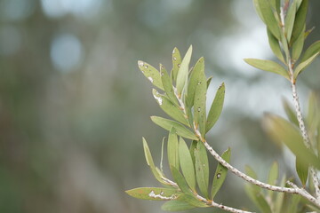 close up of a branch of a tree