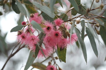 Bunch of Australian native gum blossoms 