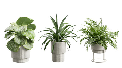 Obraz premium Decorative Plants Over Transparent Background