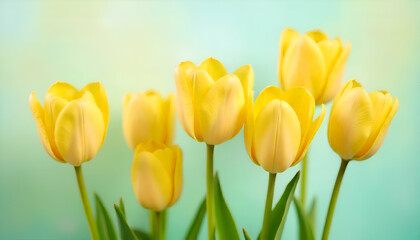 Obraz premium Beautiful tulips on tansparent white background. ai generated 