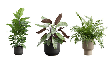 Decorative Plants Over Transparent Background