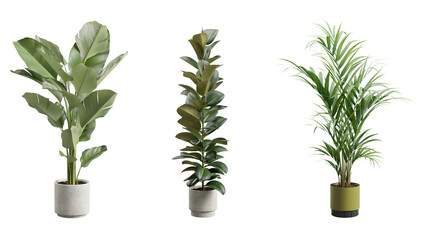 Decorative Plants Over Transparent Background