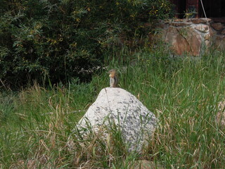 Chipmunk standing on a rock, Colorado