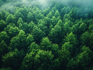 Fototapeta premium Aerial View of Lush Green Forest with Dense Foliage and Soft Natural Lighting for Carbon Capture and Sustainability