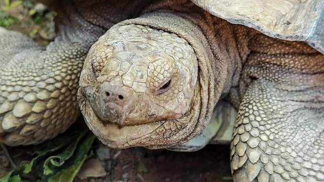 Tortoise on background