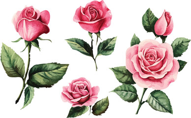 set of pink roses