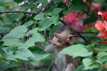 可愛いサル