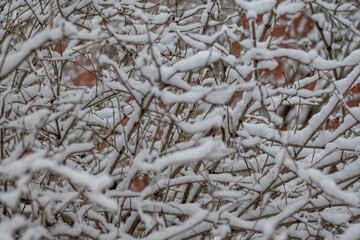 Snow on a branch. Winter concept.  High quality photo.