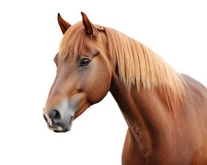 Obraz premium Elegant chestnut horse, full body shot, white backdrop, sharp focus, HD clarity.