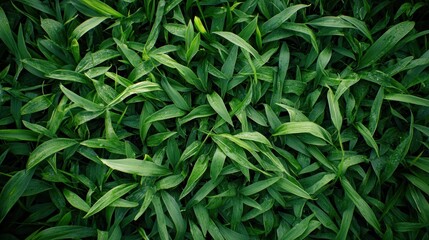 Fototapeta premium A clear, top-down view of lush, green grass, with blades visible in detail