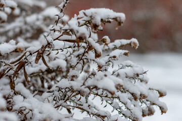 Snow on a branch. Winter concept.  High quality photo.