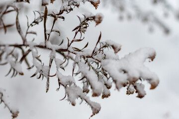 Snow on a branch. Winter concept.  High quality photo.