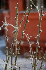 Snow on a branch. Winter concept.  High quality photo.