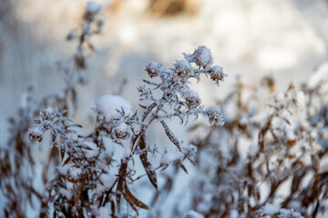 Snow on a branch. Winter concept.  High quality photo.