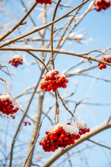 Red berries in snow on a branch. Winter concept.  High quality photo.