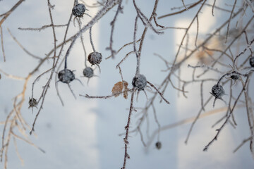 Black berries in snow on a branch. Winter concept.  High quality photo.