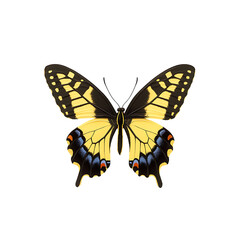 Naklejka premium Vibrant Yellow Butterfly with Detailed Wing Patterns