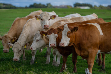 Cow grazing. Cattle in the grass field.