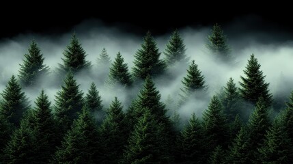 Obraz premium Foggy evergreen forest at night.