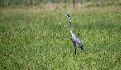 Fototapeta premium A black-headed heron isolated in a field hunting for prey