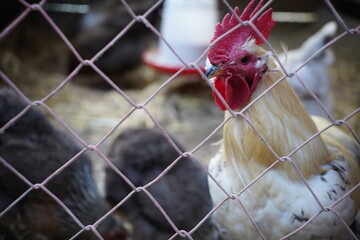 
mapuche white rooster quetro araucano