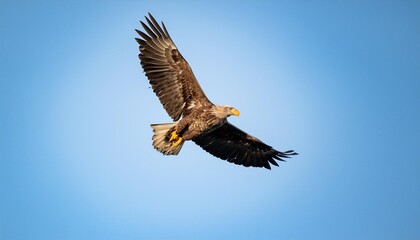Obraz premium american bald eagle