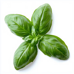 Fototapeta premium Fresh organic basil leaves isolated on white background. 