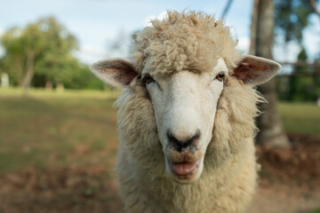 close up sheep resting in grass field