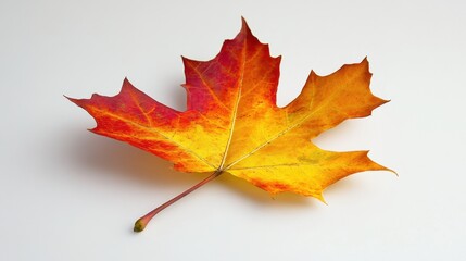 Obraz premium Single vibrant autumn maple leaf, red & gold hues. Perfect for fall themes, nature designs, and seasonal projects.