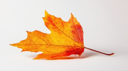 Single orange-red maple leaf on white. Perfect for autumn themes, nature designs, or fall-related projects.