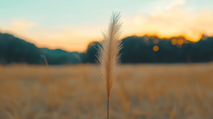 Fototapeta premium Golden Hour Grass Sunset Meadow Nature Background Rural Landscape Dried Flower
