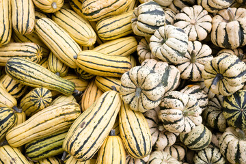 Obraz premium Organic Delicata Winter Squash Farmers Market