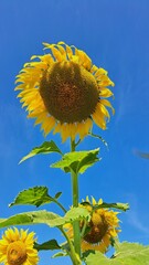 sunflower. Yellow sunflowers, bright sunny flower. farming, Sunflower field when lit by the sun, beautiful colors in the golden hour.