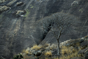 A tree infront of a rockface, Ngomakurira, Zimbabwe