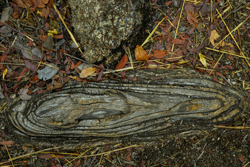 Patterns in the bark of a weathered tree root