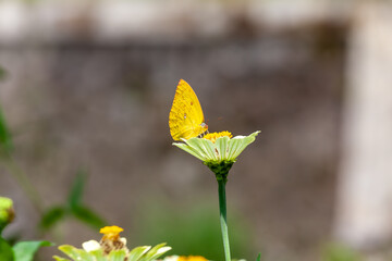 Butterfly on a red flower in the garden with green background