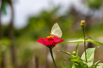 Butterfly on a red flower in the garden with green background